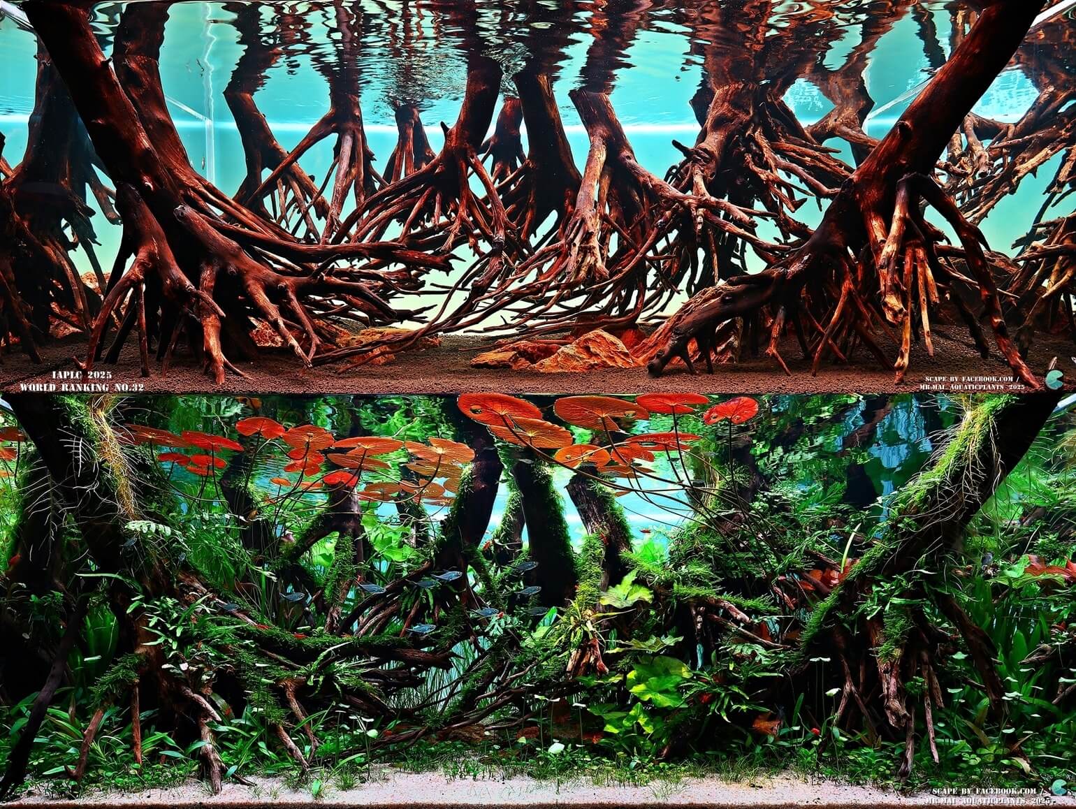 Aquascaping steps - Red Filter - IAPLC 2025 Winning Works - Nobphacha Yimyou / Thailand Aquascaping steps - Red Filter - IAPLC 2025 Winning Works - Nobphacha Yimyou / Thailand